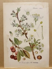 1886 ANTIQUE PICTURES LITHOGRAPH ART PRINT BOTANY FLOWER FLORA NATURE DECO PO...