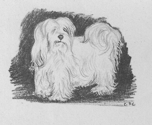 Maltese - CUSTOM MATTED - 1945 Vintage Dog Art Print - G. Cook