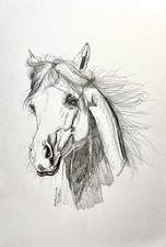 Original Drawing Art Pencil sketch arabian horse portrait 8”x10