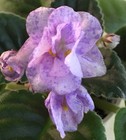 K's Angel's Share, African Violet Plant, Standard, Variegated !! — photo 1