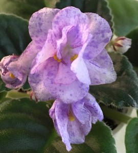 K's Angel's Share, African Violet Plant, Standard, Variegated !!
