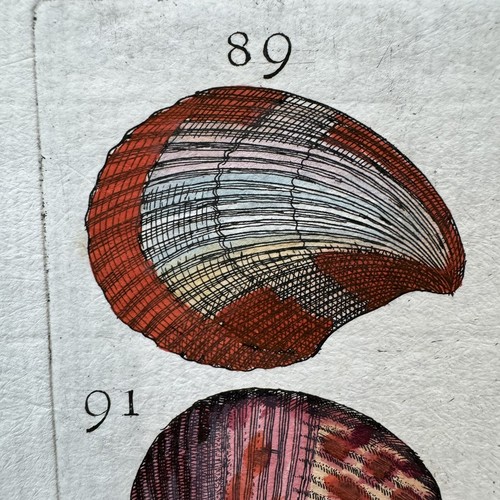 1681 ORIGINAL ANTIQUE HAND COLORED SHELL PRINT - BUONANNI - SCALLOP SHELLS RARE - Picture 3 of 11