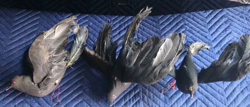 Vintage Black Dove Crow Pigeon Paper Mache Figure Prop Halloween Raven Need TLC - Picture 2 of 8