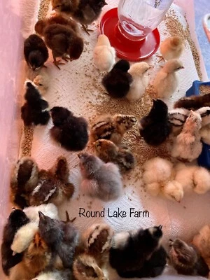 12 Fresh and Fertilized Barnyard Mix Free Range Chicken Hatching Eggs