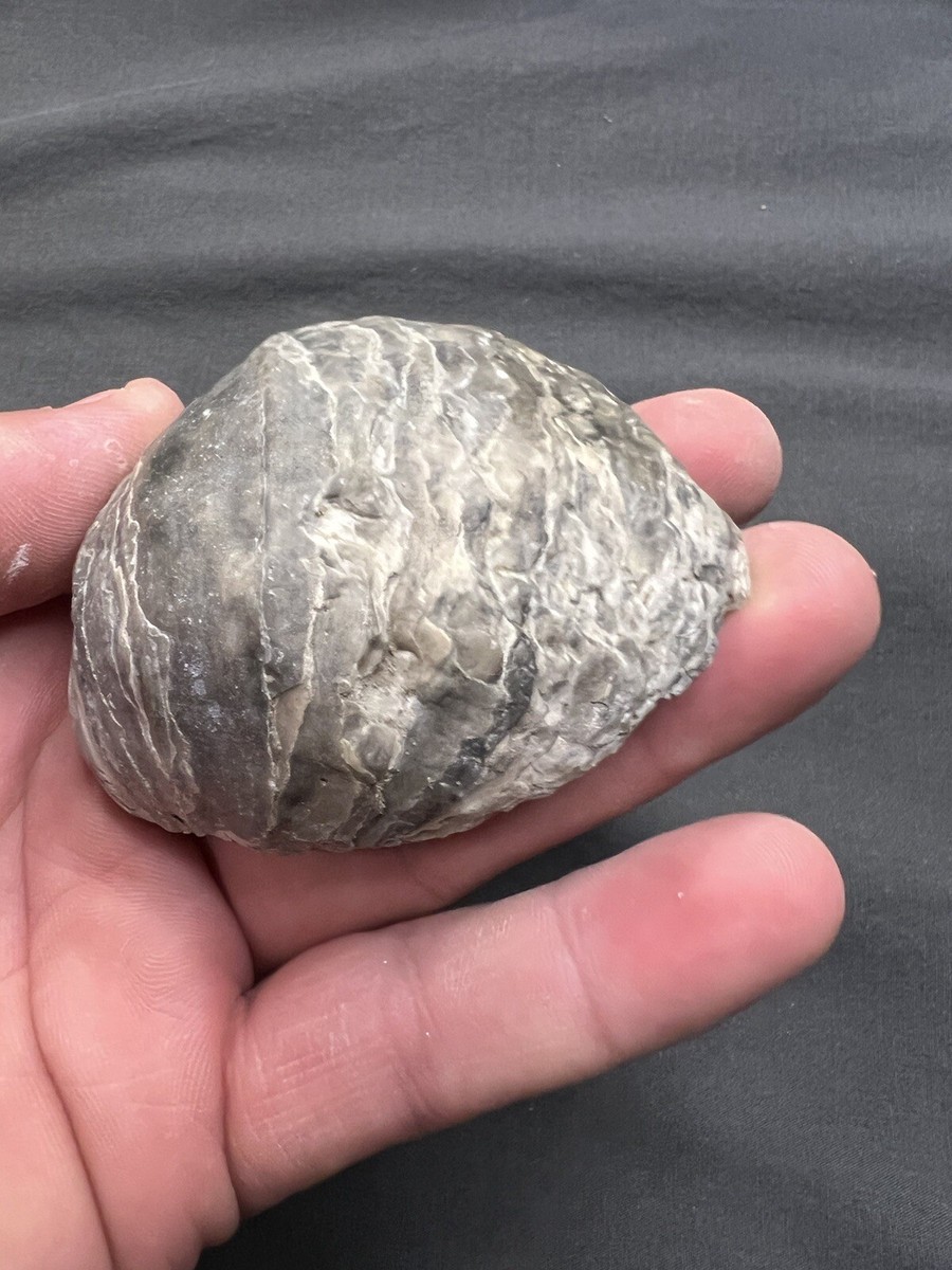 Cretaceous Period Oyster Shell Super Fossil North Mississippi
