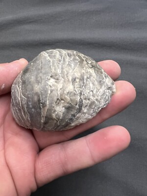 Cretaceous Period Oyster Shell Super Fossil North Mississippi