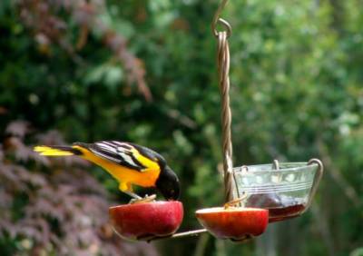 Copper Glass Fruit Jelly Bird Oriole Feeder Glass Cup Apples
