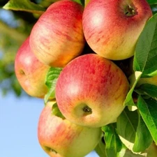 40 Honeycrisp Apple Tree Seeds - FRESH SEEDS