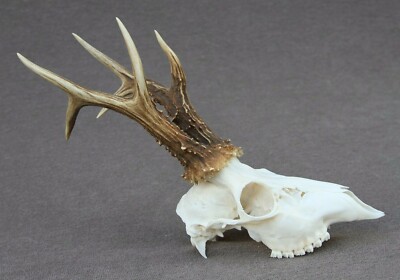 ROE DEER TROPHY SILVER MEDAL119.53 CIC POINTS (TAXIDERMY, HUNTING,CRAFT, HORN) | eBay