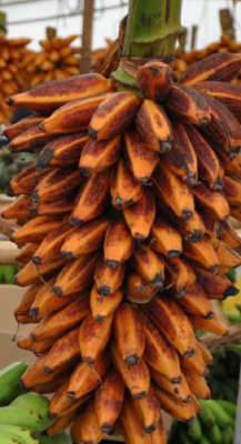 Banane Orange - Musa Bukensis 4 Saatgut Seeds - Garten Gemsegarten  Platanera | eBay.de