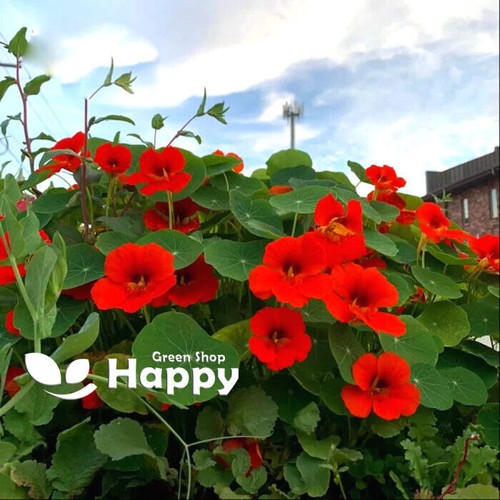 CLIMBING FLOWERS - Vines - Thunbergia Morning Glory Sweet Pea - Flower seeds - Picture 47 of 121
