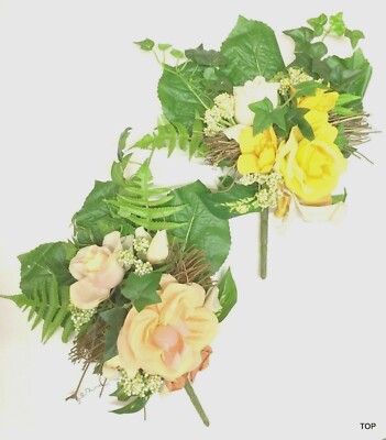 elefantenfüße pflanze Elefantenfuß (Beaucarnea recurvata) kaufen