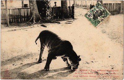 CPA VIETNAM Tonkin - Tiger (85512)