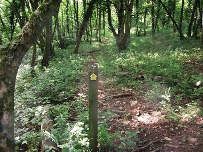 Photo A2 Footpath through the woods Cheriton or Stackpole Elidor  c2011