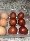 21 Fresh NPIP Cert. Chicken Hatching Eggs (green, Blue, Tan And Brown) — photo 3