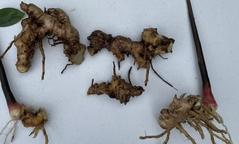 8 HAWAII Red Shampoo Ginger Rhizomes Zingiber Zerumbet Awapuhi Organic Plants - Image 3 of 4