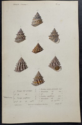 Kiener - Shells. 40 - 1834 Hand-colored Engraving | eBay