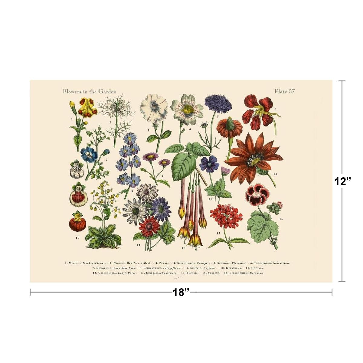 Buy Exotic Flowers of the Garden Victorian Botanical Illustration