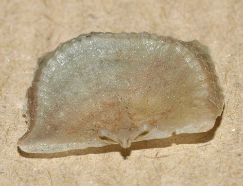 Orthidium lavaensis - Low Ordovician (Floian) Orthid brachiopod - Picture 8 of 11