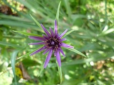 Oat Root, Tragopogon porrifolius, 50 Seeds