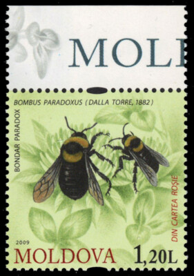 MOLDOVA 630 - Bumblebee ''Bombus paradoxus'' (pb86714)