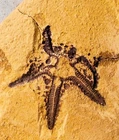 Rare 3cm new Asteroid starfish; Lower Silurian, Niuchang Fm, Guizhou, China
