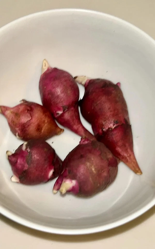 Red Fuseau Jerusalem Artichoke Sunchoke Tubers to Plant, Fast Ship Available - Image 3 of 4