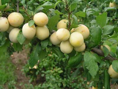 Mirabelle Bellamira   robuster Obstbaum, große aromatische Früchte, reichtragend