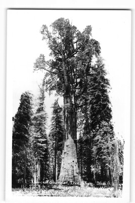 RPPC General Sherman Tree Sequoia Nat'l Park California Kodak Paper 272 ft Tall