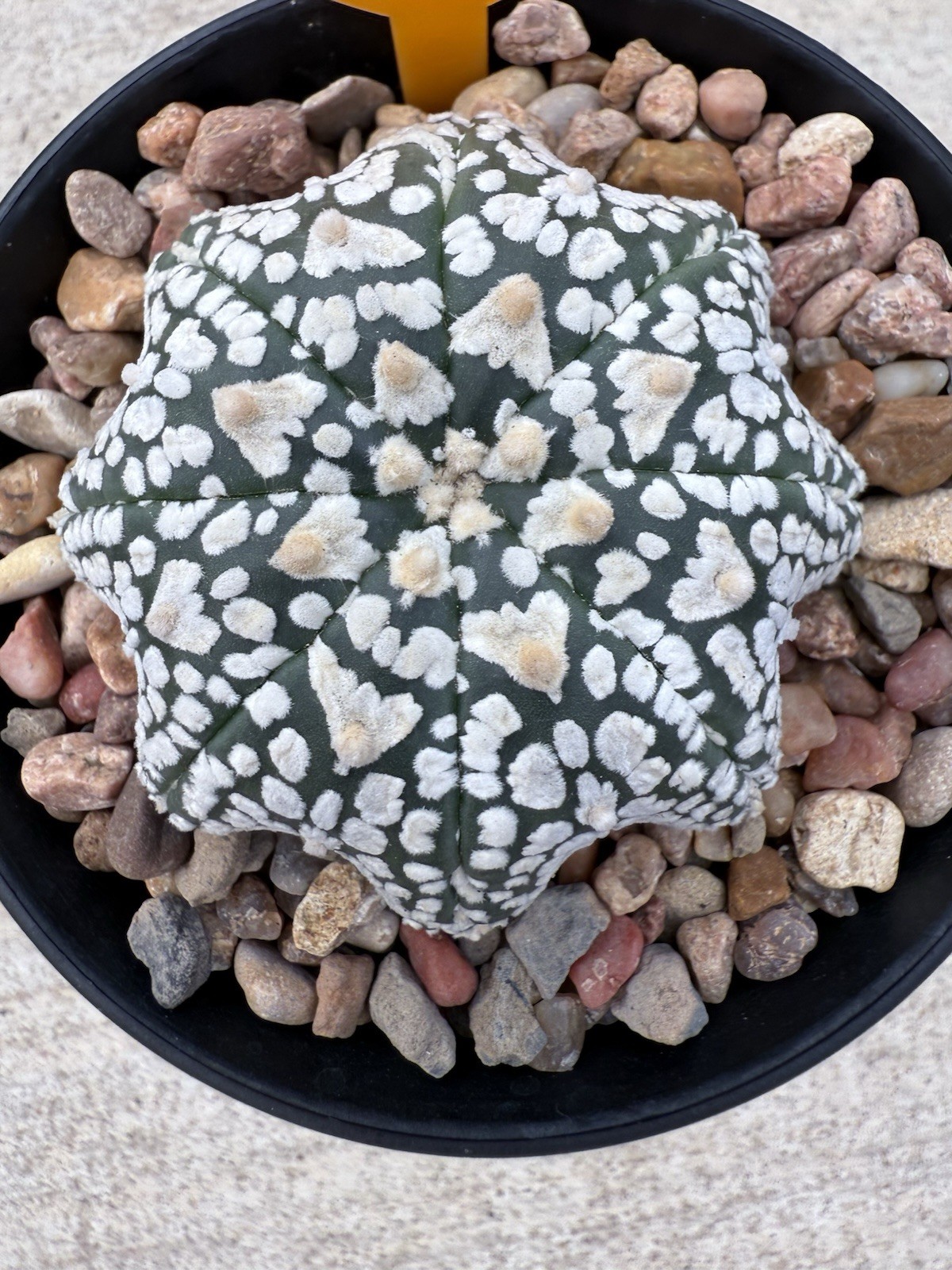 Astrophytum Asterias Super Kabuto V Type X Star Fish Shape!! 4” Pot