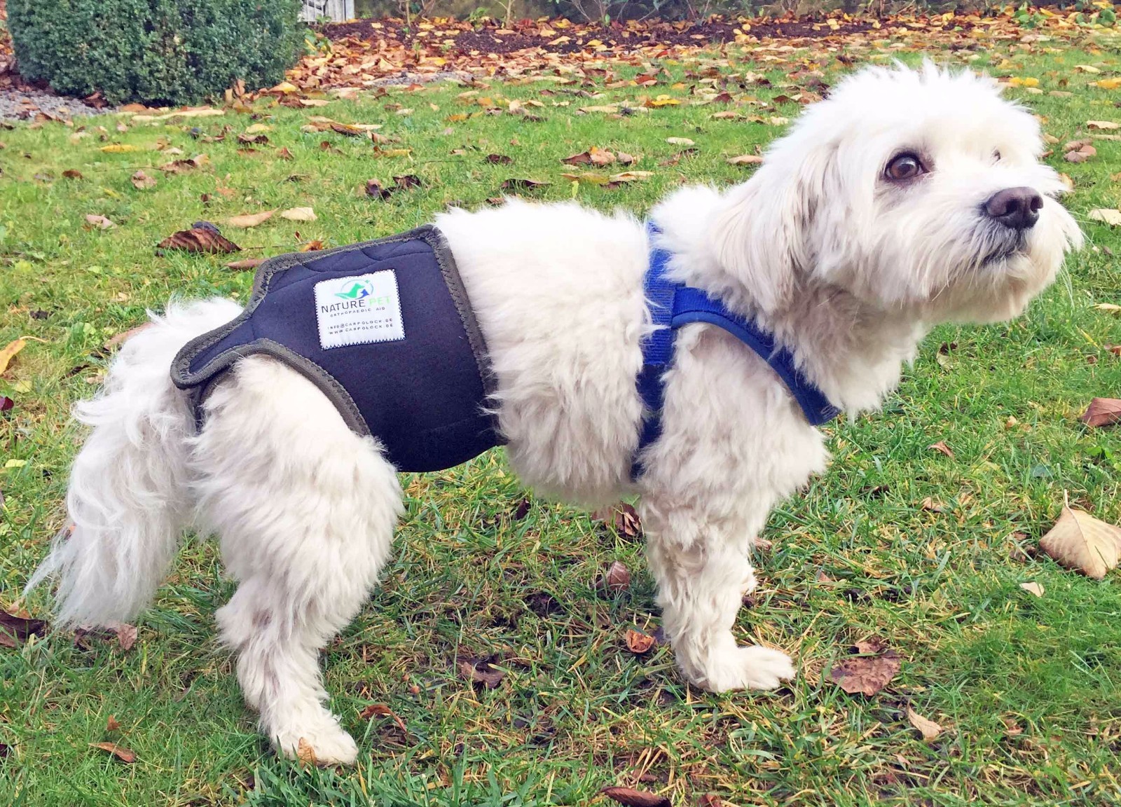 Dog Season Diaper Heat Pants Dog Nappy Incontinence Pants for Dogs