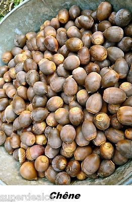 ACORN Real Oak tassel Nut Natural Art Craft DIY Decorative Decor Tree Quercus 
