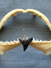 SHARK TOOTH PENDANT..fossilized 3/4 inch upper Bull from Venice Florida.