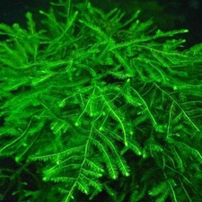 Pest-Free Homegrown Live Java Moss for Shrimp, Betta, Fry Aquascaping Tanks
