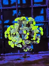 CE- WYSIWYG Ultra Yellow Rainbow Hammer Euphyllia Frag Coral LPS SPS #R2OA13