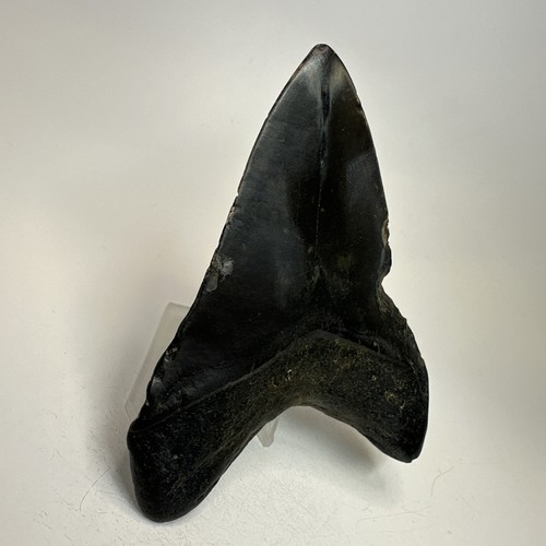 Megalodon Shark Tooth 4.48 Inch - Beautiful - Black Fossil - Real Teeth 19752 - Picture 6 of 8