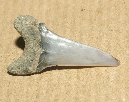 Acrolamna saratovi, RARE shark tooth from Cretaceous of Tambov region, Russia - Picture 8 of 15