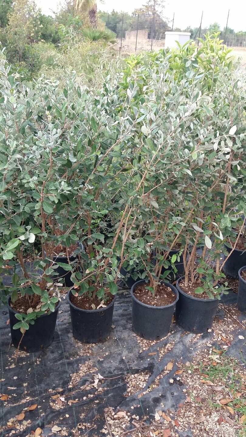 PIANTA DI FEIJOA ACCA SELLOWIANA IN VASO 30 Altezza 120/140 Cm - Foto 2