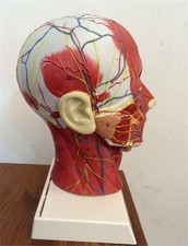 Skull Nerve Head Viscera Anatomical New Blood Vessel Model gv