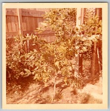 Vtg Color Snapshot Small Citrus Orange Tree In Backyard Garden With Fence 1970s
