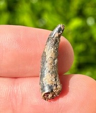 Pterosaur Flying Dinosaur Tooth Fossil Morocco Cretaceous Age Kem Kem