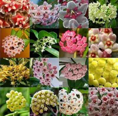 Mixed Hoya Variety Seeds ~ Easy ~ Hanging Plants ~ Beautiful ~ Flowers ~ Neat