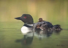 Loon and Chicks - Matthew Huras Fine Art Print Wildlife Duck Duckling Bird 17x23