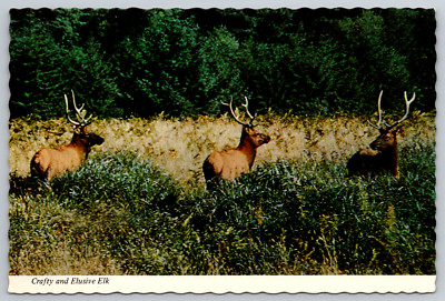 Crafty Elusive Elk Berkeley CA Mike Roberts Continental Postcard