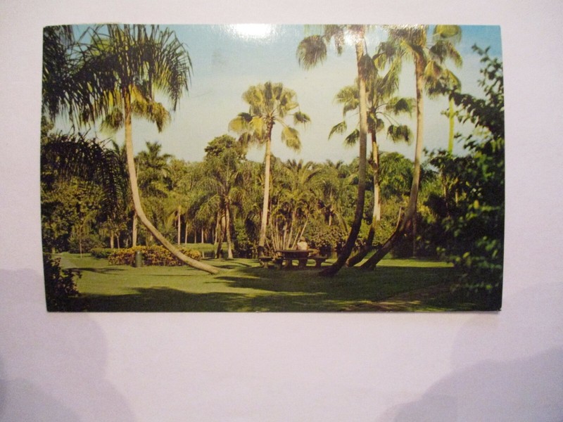 November 1966 Postcard - Sarasota Jungle Gardens, Sarasota, Florida