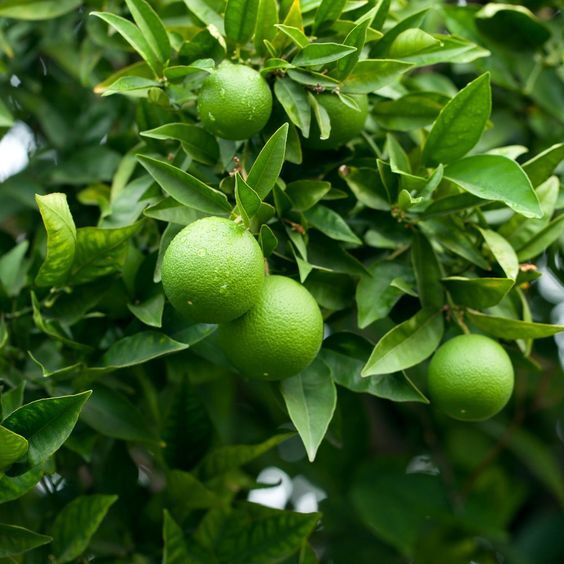 100+ Persian Lime Bearss Lime Seedss (Citrus latifolia) For Planting | eBay