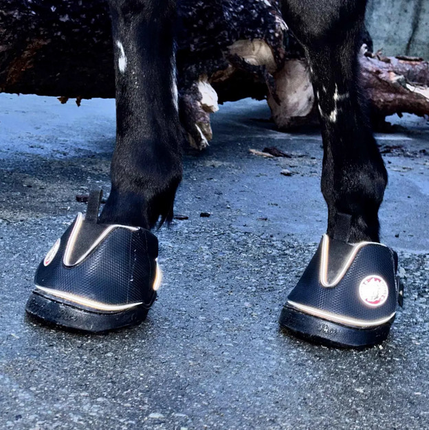 New Equinavia Equine Fusion Active Jogging Hoof Boot Pair Color Black !!