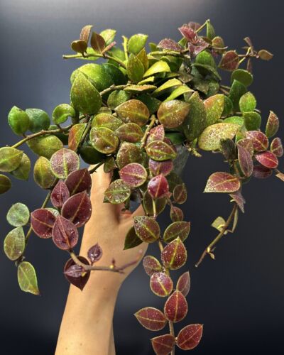 HOYA Rebecca ๐ | Partial Sun-Stress ๐ฅ | 100mm Pot + Saucer (#006) - Picture 2 of 6