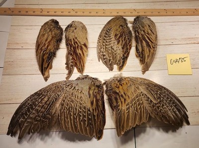 3 Pair of Ringneck Pheasant Open/Folded Wings Lot 04485