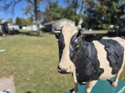 Vtg 1950s True Type Holstein Friesian Large Cow Brattleboro VT